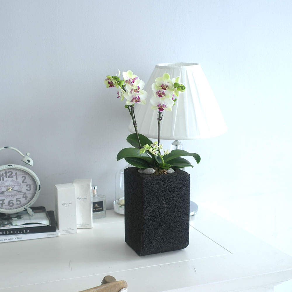 ü ӹ ϴ ǳ Ĺ -  Ȱ   ׸ (ȭǰ ȭ ü)  ɹ