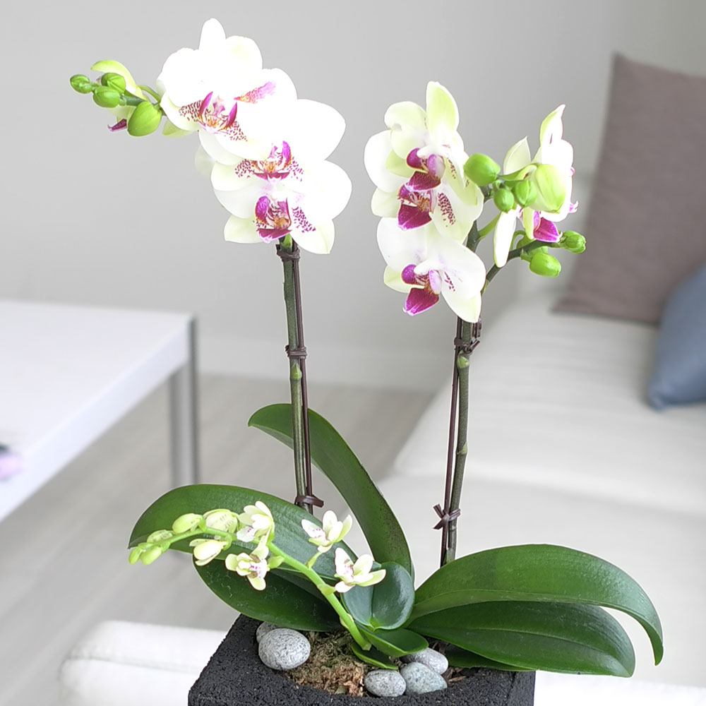 ü ӹ ϴ ǳ Ĺ -  Ȱ   ׸ (ȭǰ ȭ ü)  ɹ