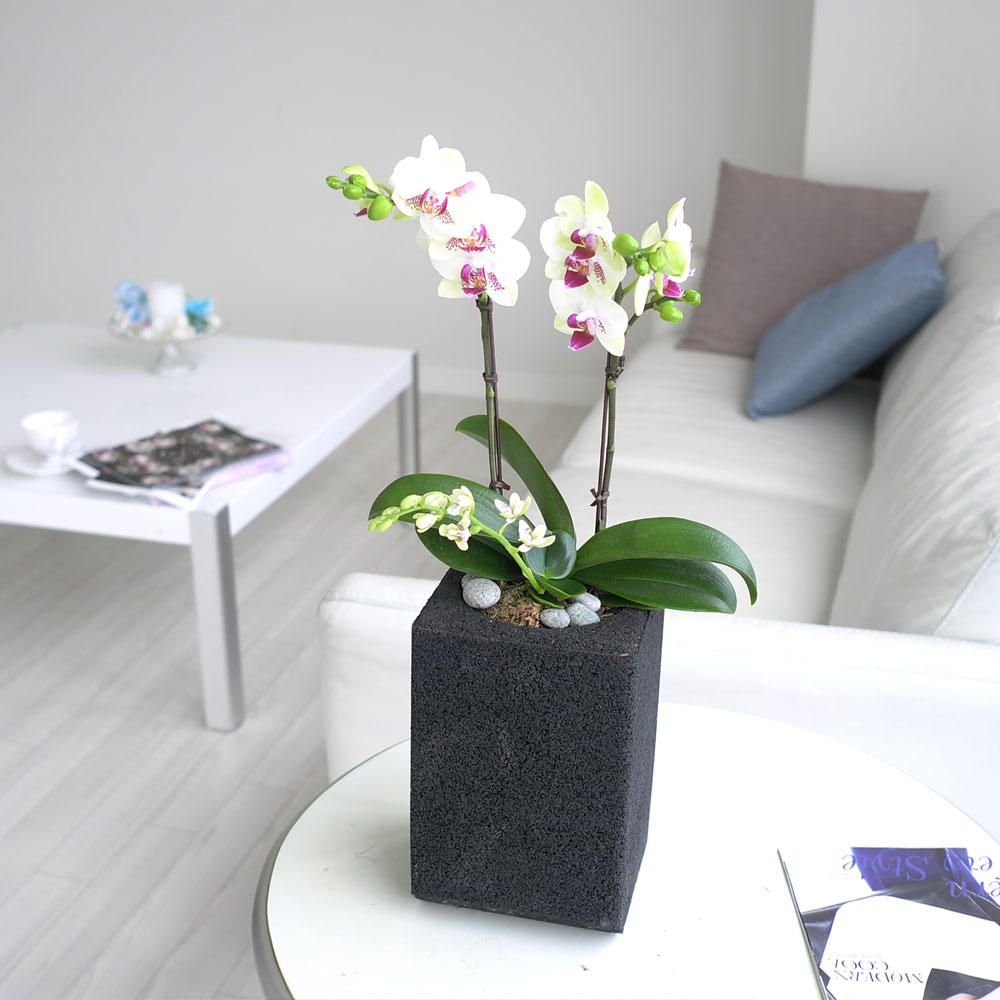 ü ӹ ϴ ǳ Ĺ -  Ȱ   ׸ (ȭǰ ȭ ü)  ɹ