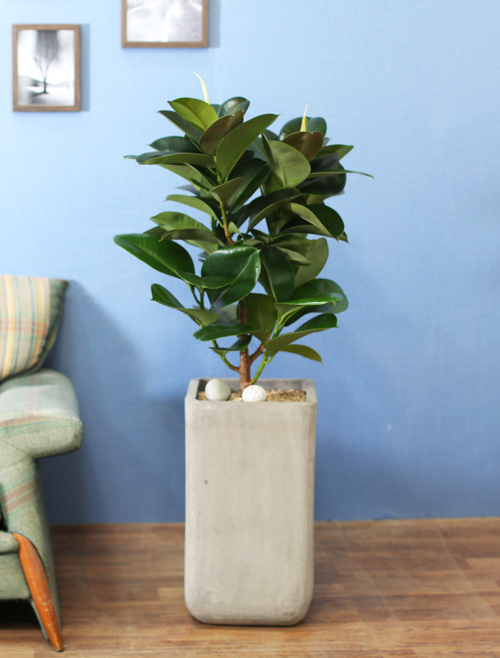 鿪 淯ִ - ǰϼ. ǰ   ɹ