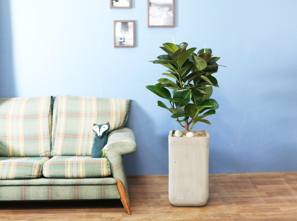 鿪 淯ִ - ǰϼ. ǰ   ɹ