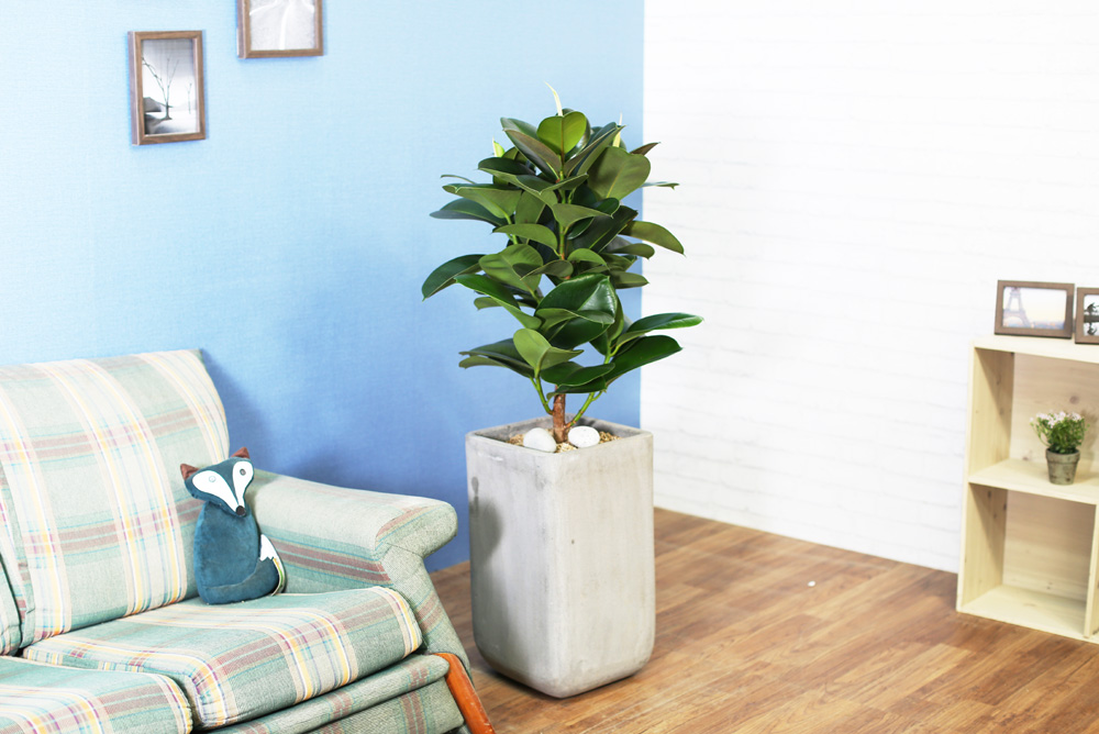 鿪 淯ִ - ǰϼ. ǰ   ɹ