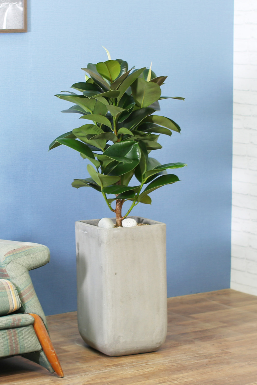 鿪 淯ִ - ǰϼ. ǰ   ɹ