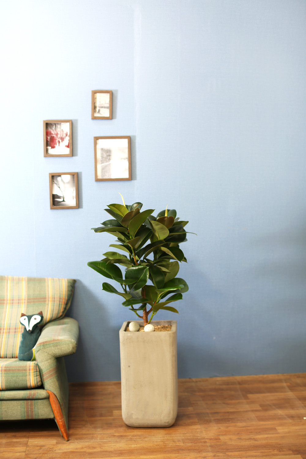 鿪 淯ִ - ǰϼ. ǰ   ɹ