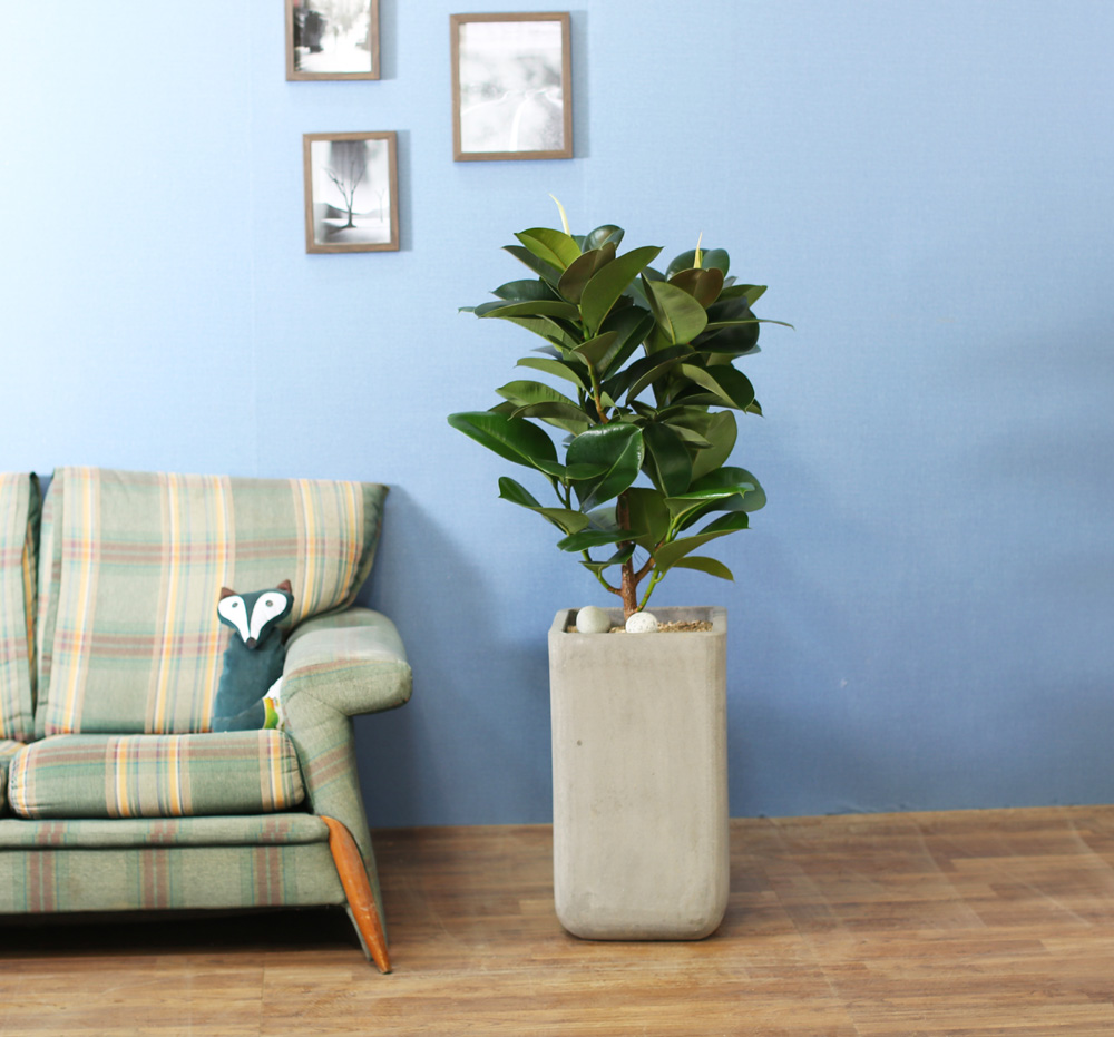 鿪 淯ִ - ǰϼ. ǰ   ɹ