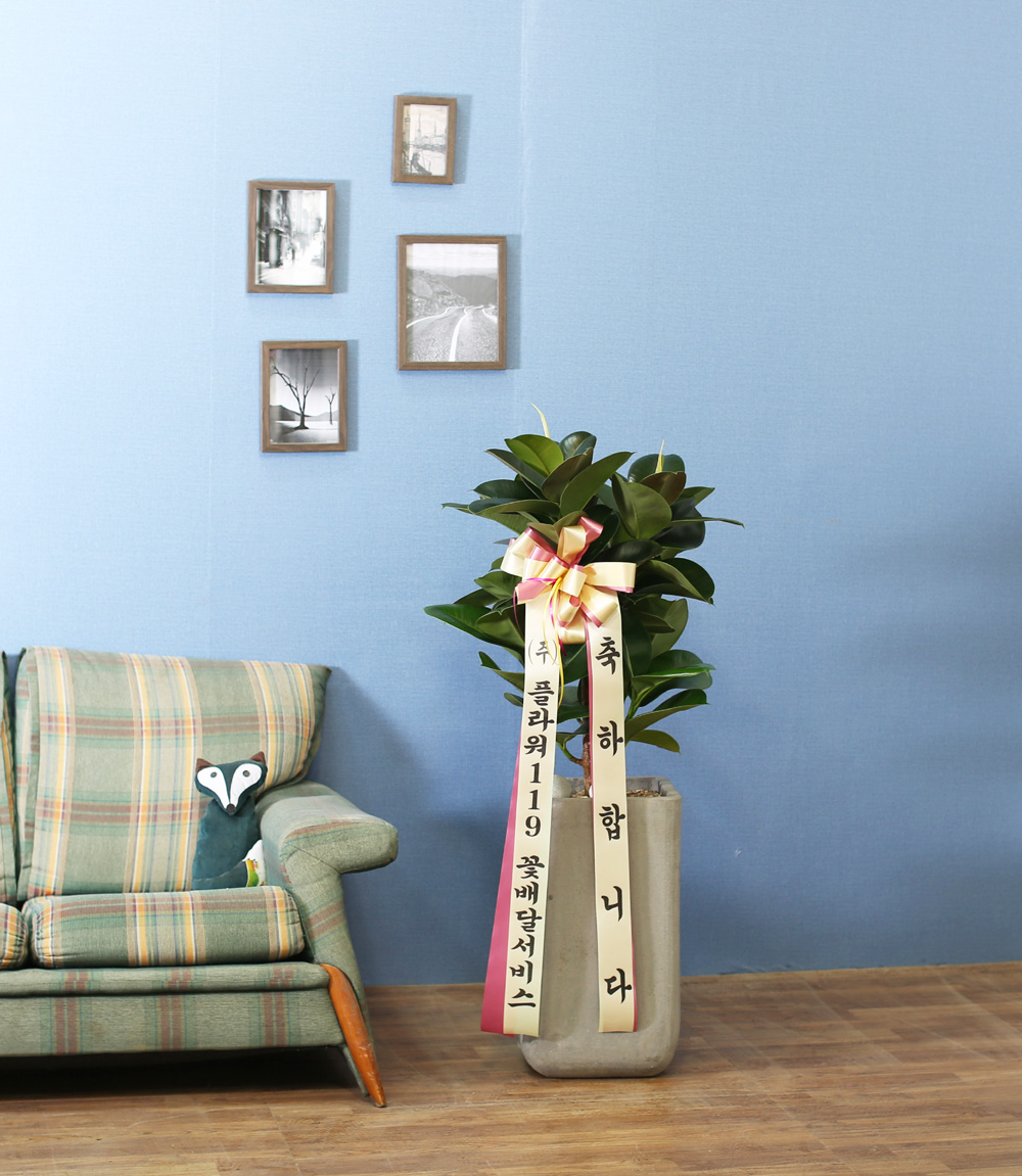 鿪 淯ִ - ǰϼ. ǰ   ɹ