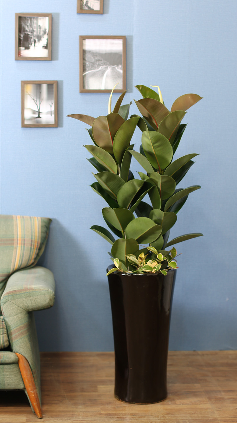 ǳĹ  ƿ -  α  ̱׷ (ȭⰡ   ֽϴ.)  ɹ