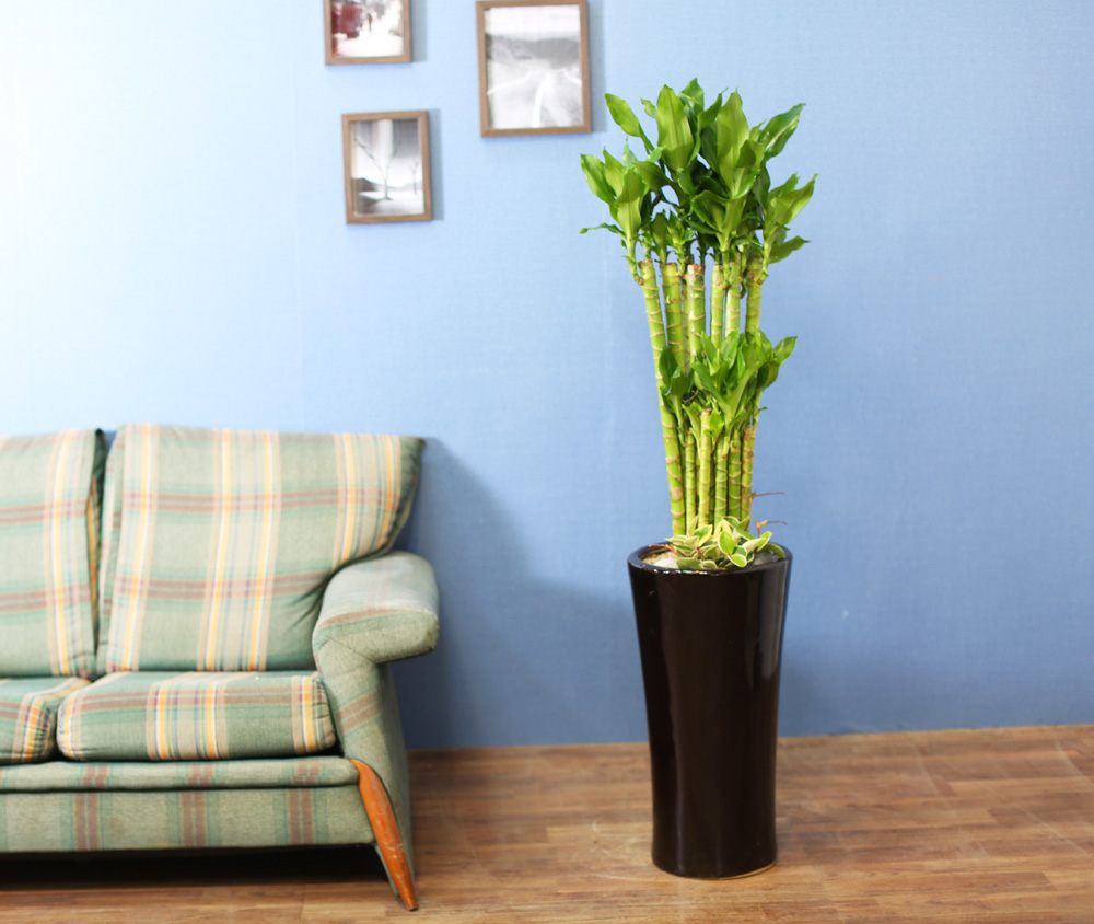 ½Ç³»½Ä¹°Àº »ç¶÷¿¡°Ô ÁÁ¾Æ¿ä - ¼º°ø°ú ºÎ¸¦ ±â¿øÇÏ´Â 2´Ü Ȳ±ÝÁ× ²ÉÁý ²É¹è´Þ