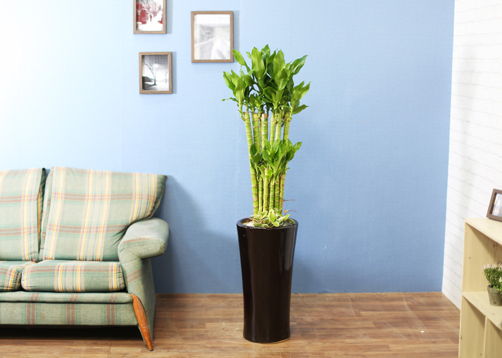 ½Ç³»½Ä¹°Àº »ç¶÷¿¡°Ô ÁÁ¾Æ¿ä - ¼º°ø°ú ºÎ¸¦ ±â¿øÇÏ´Â 2´Ü Ȳ±ÝÁ× ²ÉÁý ²É¹è´Þ