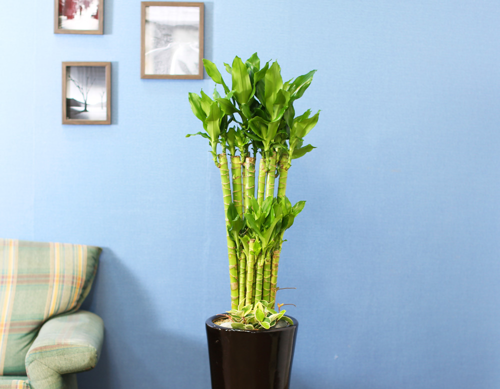 ½Ç³»½Ä¹°Àº »ç¶÷¿¡°Ô ÁÁ¾Æ¿ä - ¼º°ø°ú ºÎ¸¦ ±â¿øÇÏ´Â 2´Ü Ȳ±ÝÁ× ²ÉÁý ²É¹è´Þ