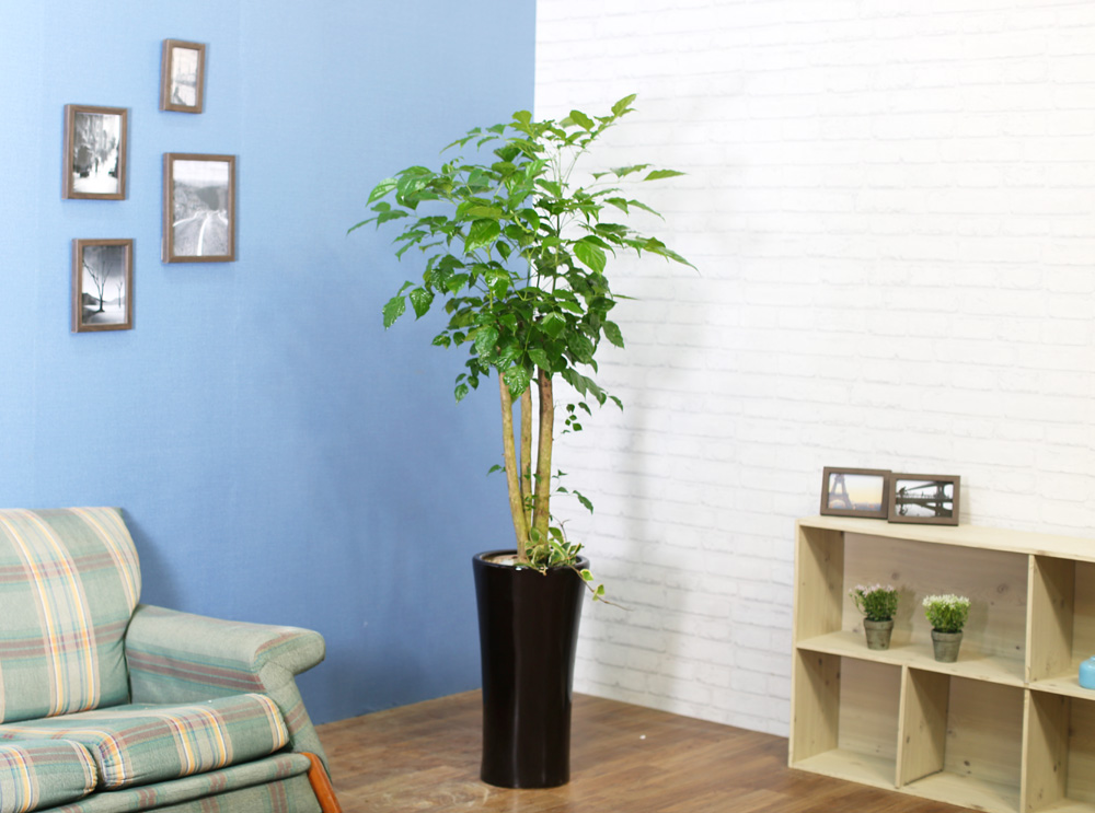 ½Ç³»½Ä¹°Àº »ç¶÷¿¡°Ô ÁÁ¾Æ¿ä - dz¼ºÇÑ »ê¼Ò¸¦ ÁÖ´Â ³ìº¸¼ö(ȱⰡ º¯°æµÉ ¼ö ÀÖ½À´Ï´Ù.)