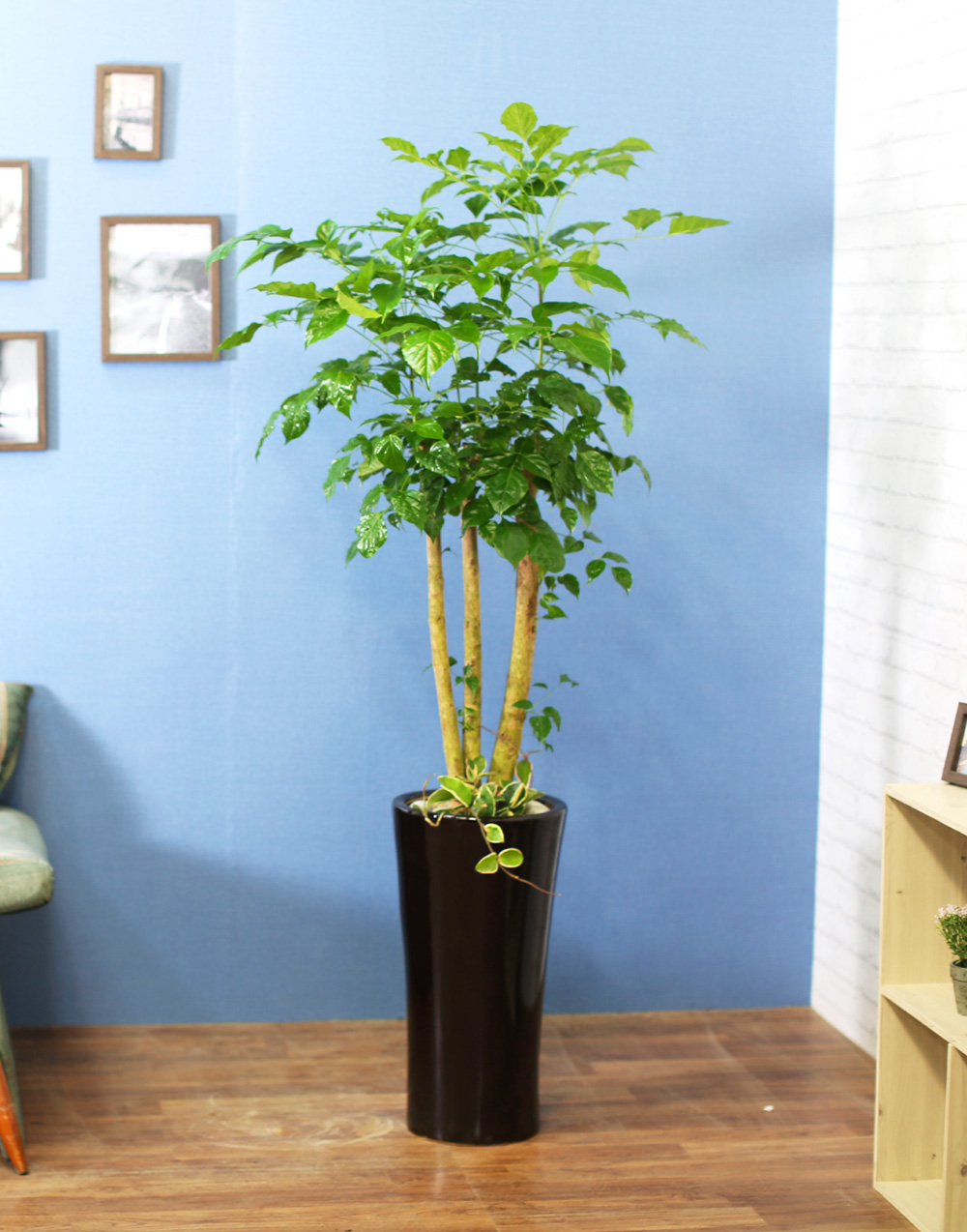 ½Ç³»½Ä¹°Àº »ç¶÷¿¡°Ô ÁÁ¾Æ¿ä - dz¼ºÇÑ »ê¼Ò¸¦ ÁÖ´Â ³ìº¸¼ö(ȱⰡ º¯°æµÉ ¼ö ÀÖ½À´Ï´Ù.)