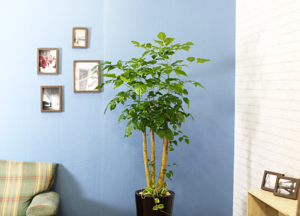 ½Ç³»½Ä¹°Àº »ç¶÷¿¡°Ô ÁÁ¾Æ¿ä - dz¼ºÇÑ »ê¼Ò¸¦ ÁÖ´Â ³ìº¸¼ö(ȱⰡ º¯°æµÉ ¼ö ÀÖ½À´Ï´Ù.)