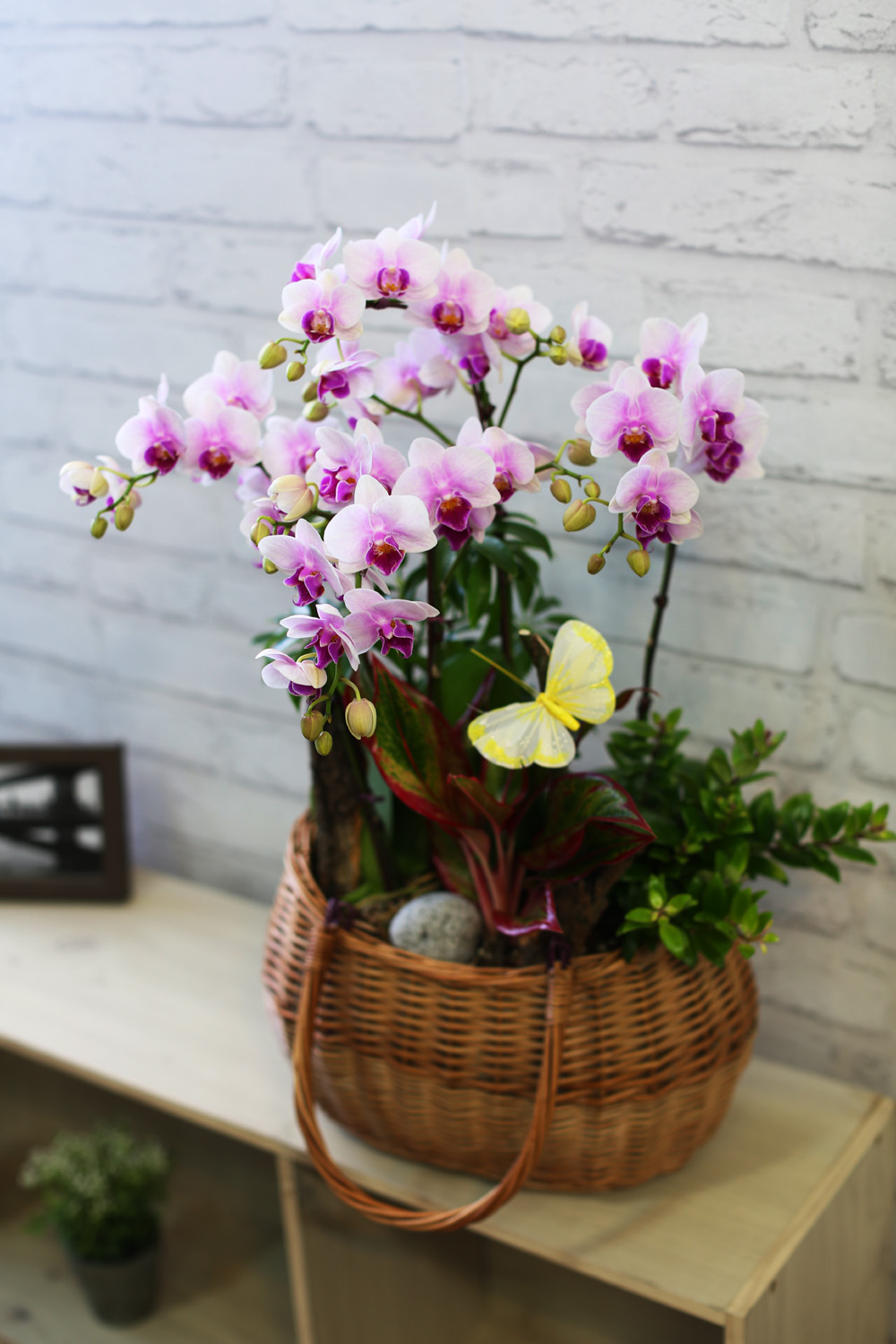  ٽ -  ũ Ƹٿ   Ʋ  ɹ