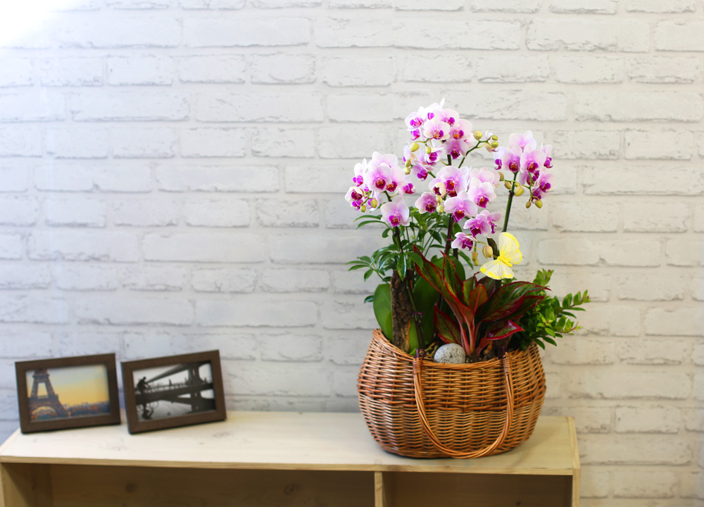  ٽ -  ũ Ƹٿ   Ʋ  ɹ