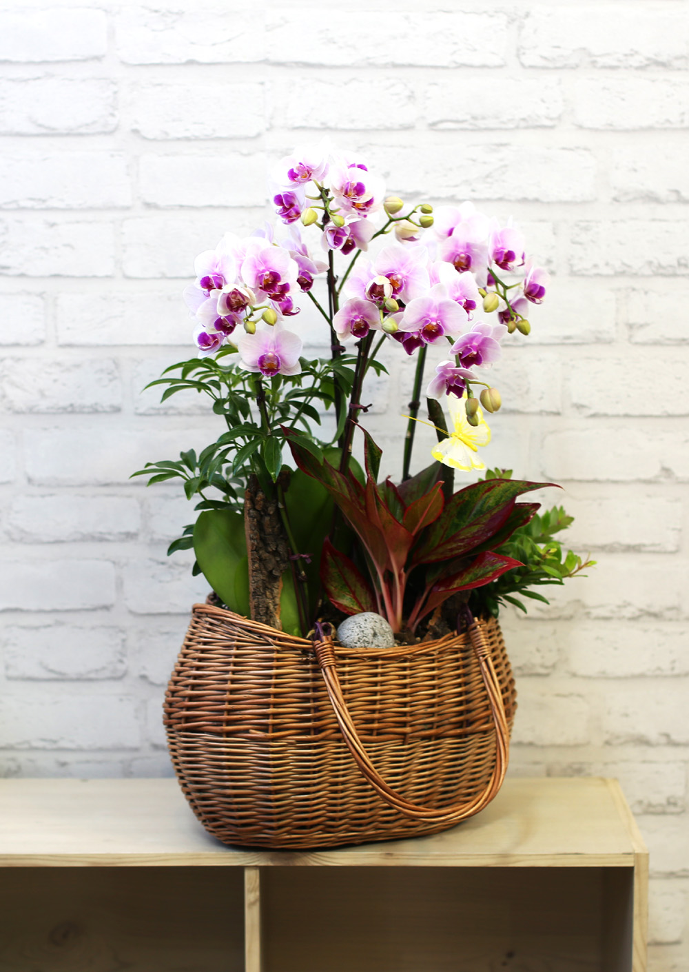  ٽ -  ũ Ƹٿ   Ʋ  ɹ