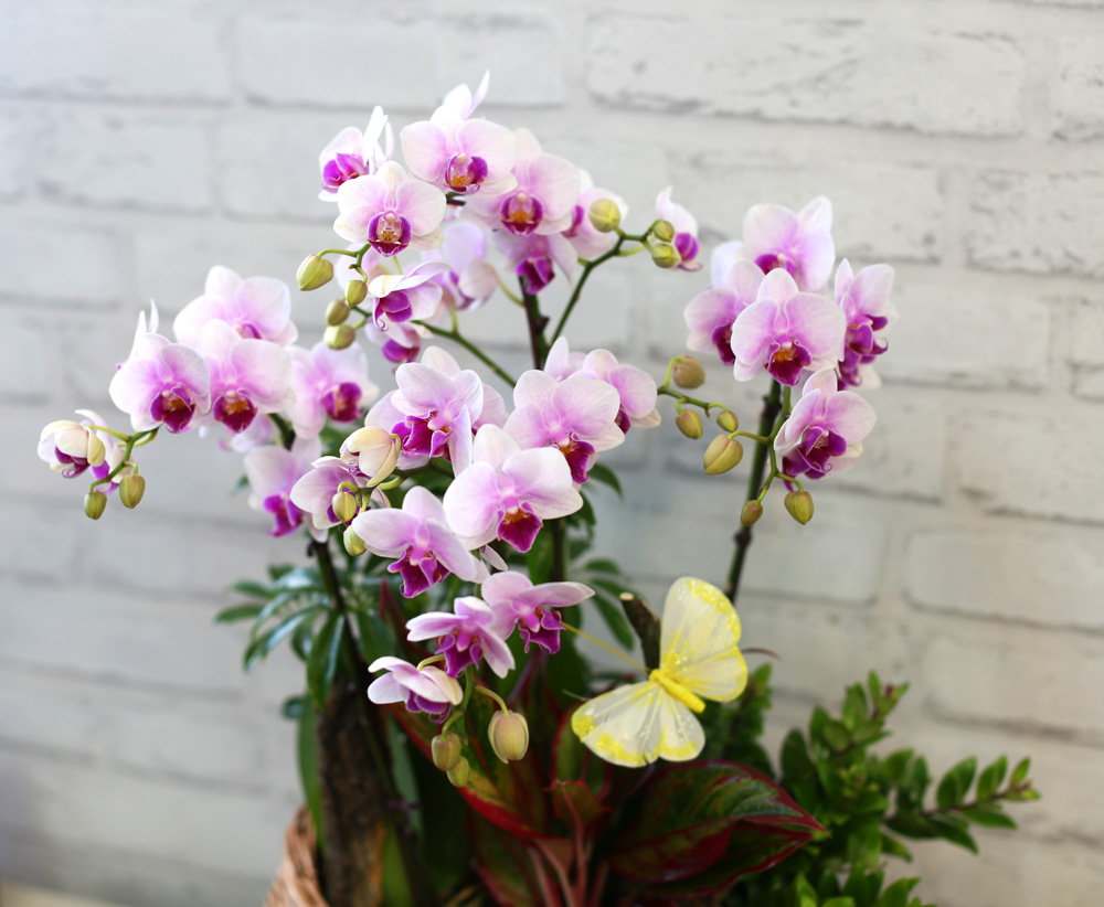  ٽ -  ũ Ƹٿ   Ʋ  ɹ