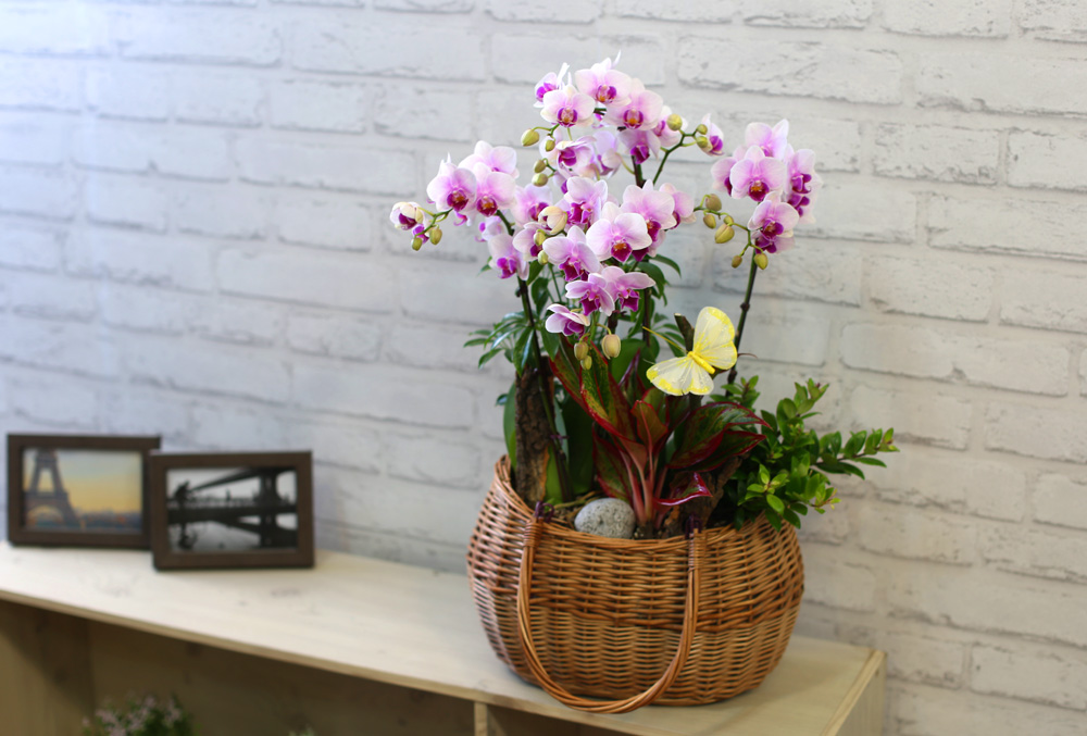  ٽ -  ũ Ƹٿ   Ʋ  ɹ