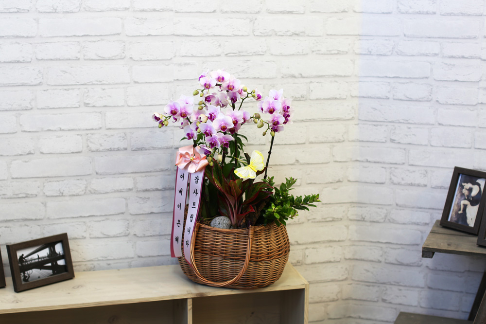  ٽ -  ũ Ƹٿ   Ʋ  ɹ