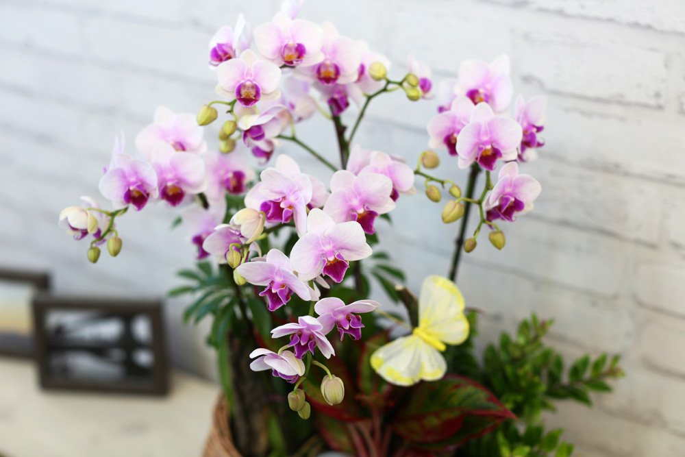  ٽ -  ũ Ƹٿ   Ʋ  ɹ