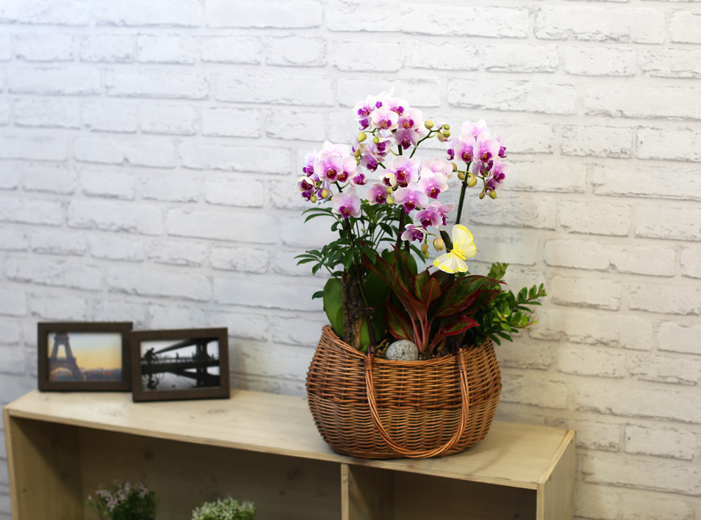  ٽ -  ũ Ƹٿ   Ʋ  ɹ