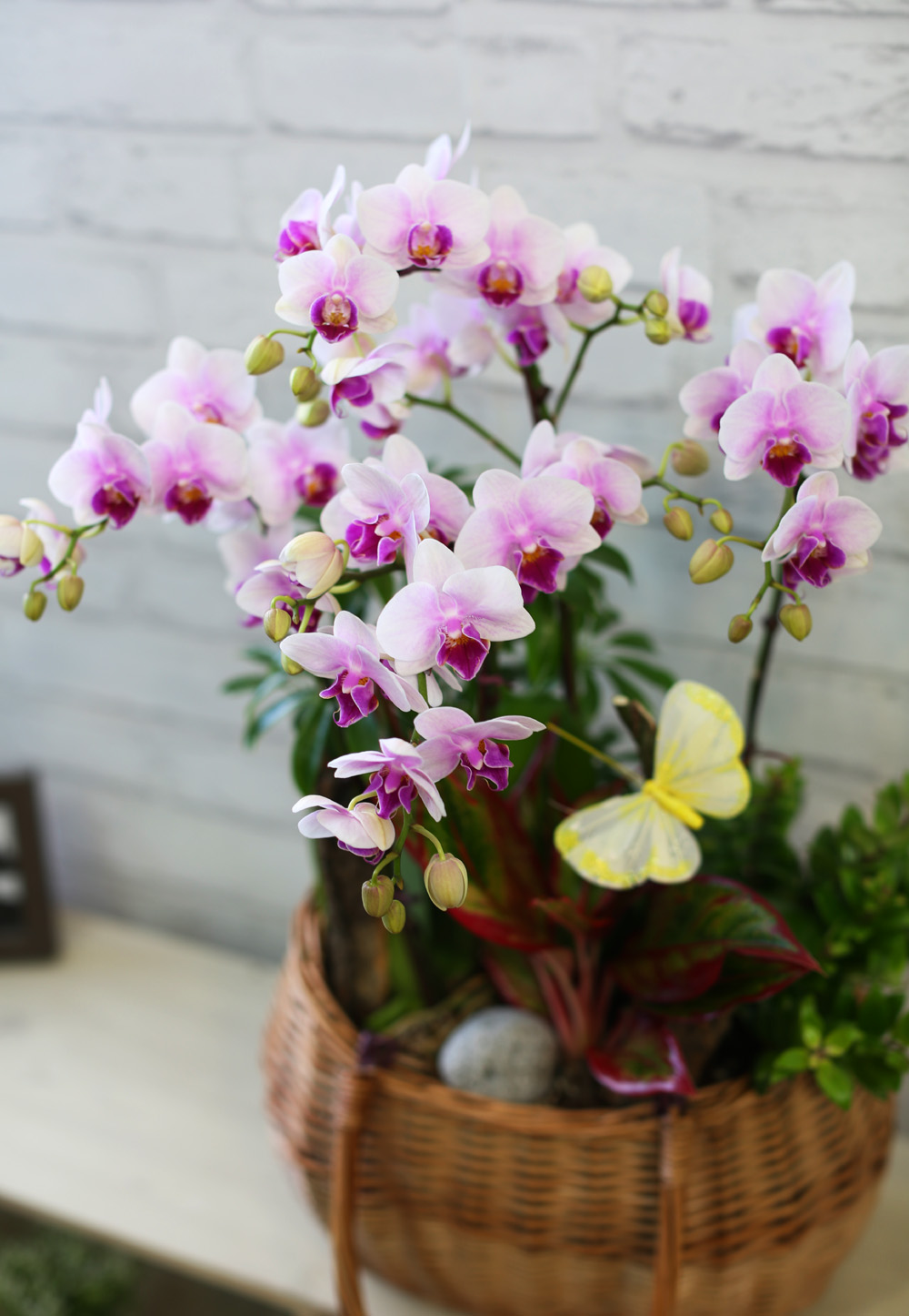  ٽ -  ũ Ƹٿ   Ʋ  ɹ