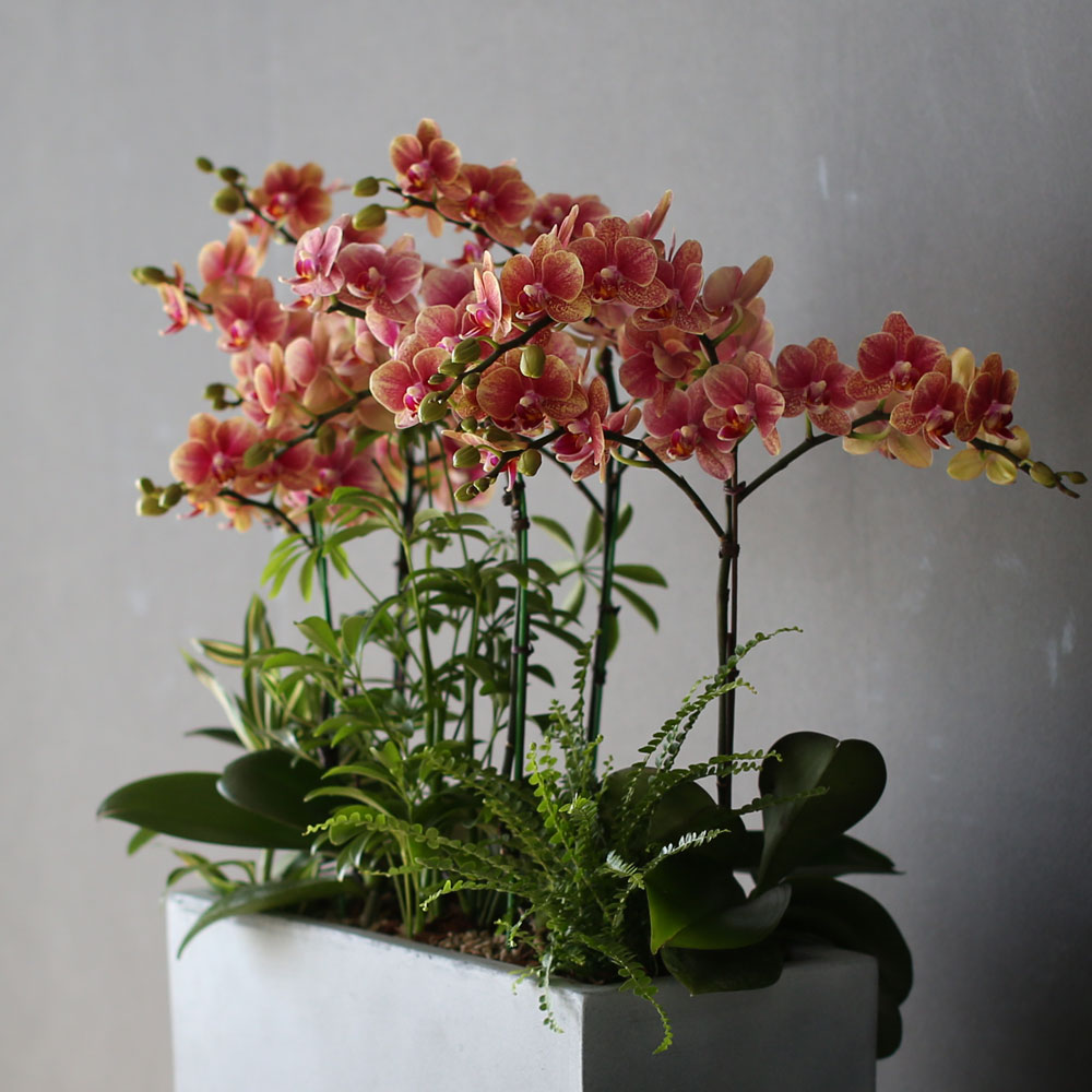 [Graceful orchid flowers] ݳ ()  ɹ