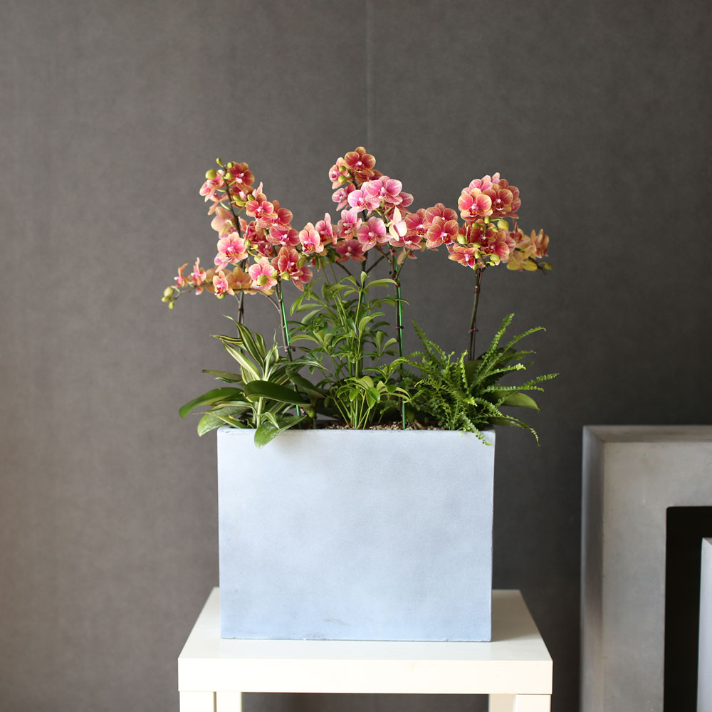 [Graceful orchid flowers] ݳ ()  ɹ