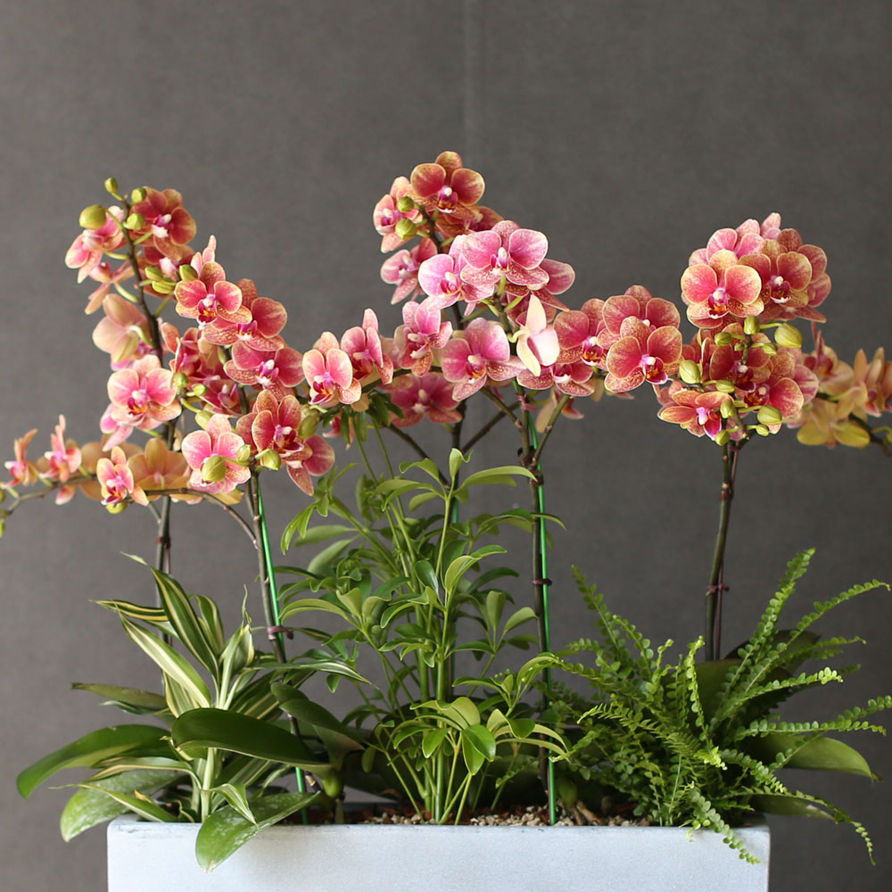 [Graceful orchid flowers] ݳ ()  ɹ