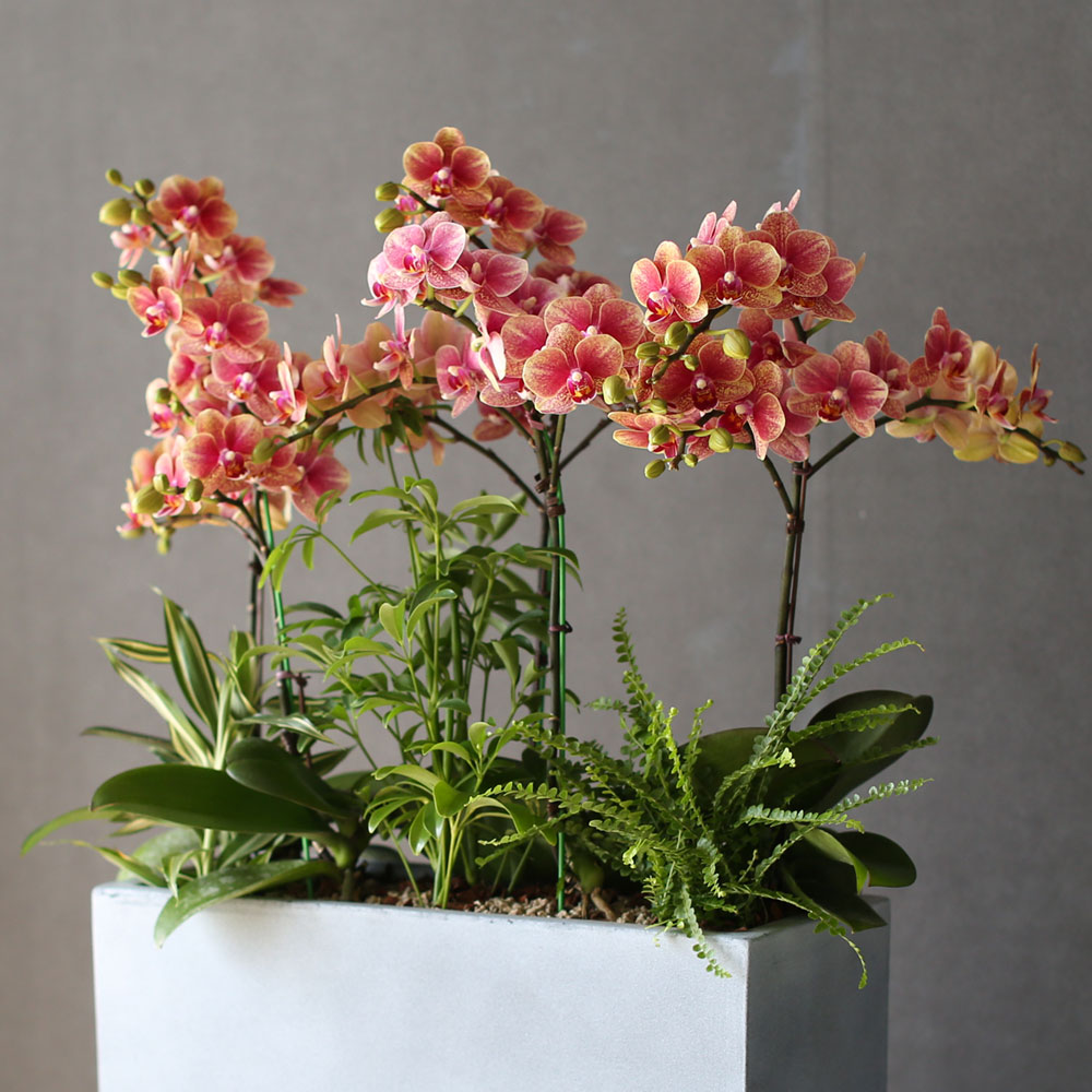 [Graceful orchid flowers] ݳ ()  ɹ