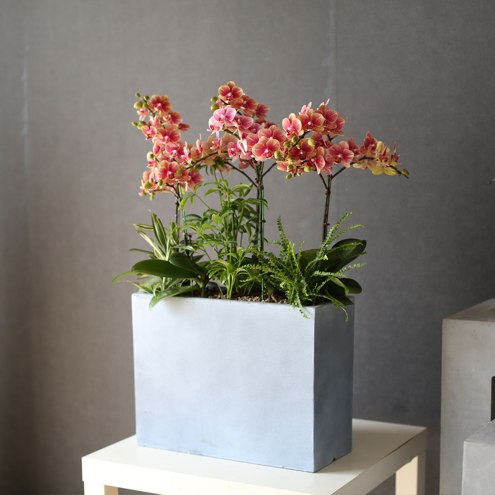 [Graceful orchid flowers] ݳ ()  ɹ