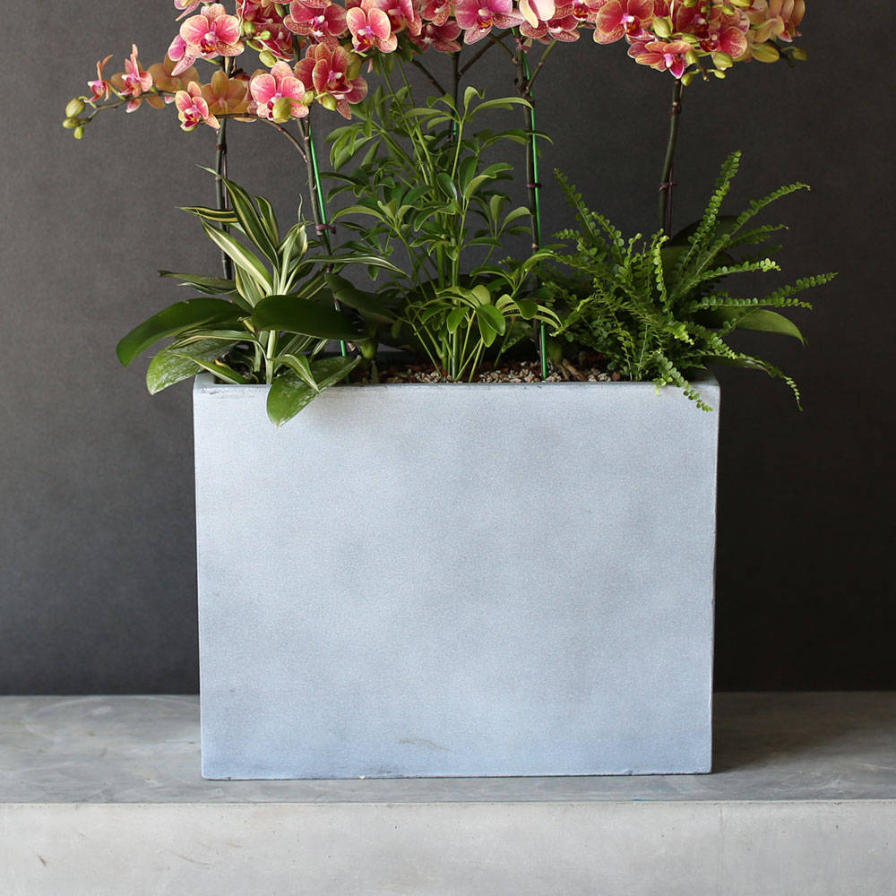 [Graceful orchid flowers] ݳ ()  ɹ