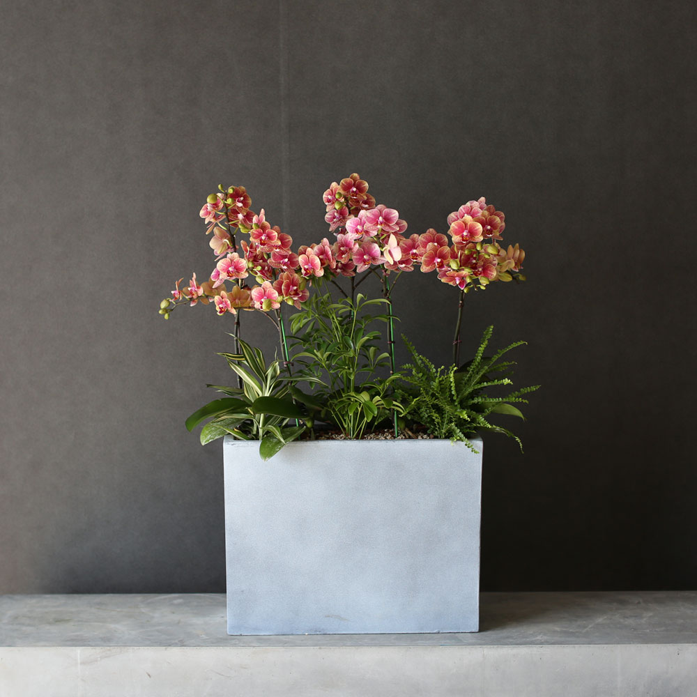 [Graceful orchid flowers] ݳ ()  ɹ