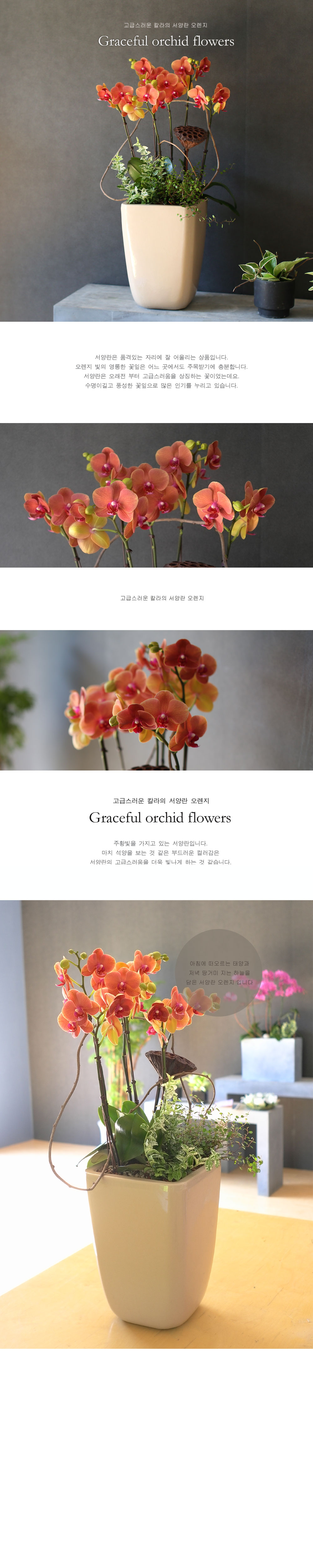 [, ]Graceful orchid flowers - ޽ Į   ɹ
