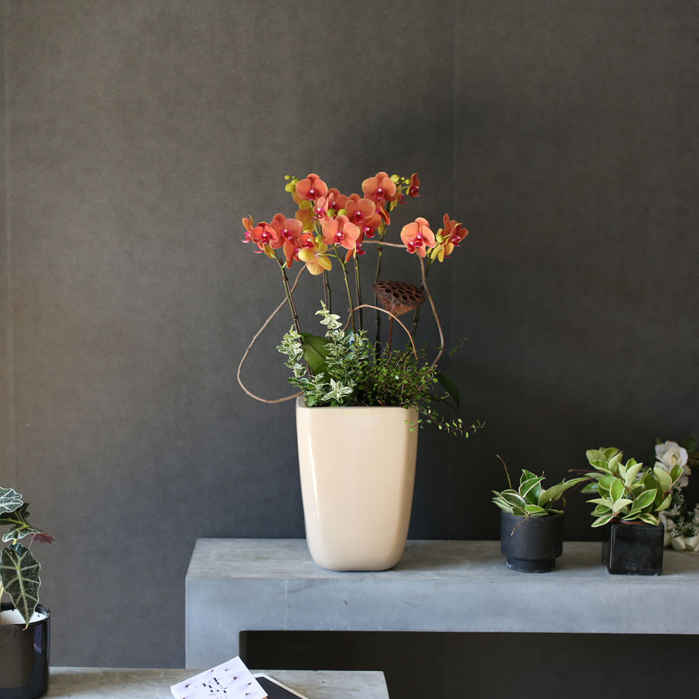 [, ]Graceful orchid flowers - ޽ Į   ɹ