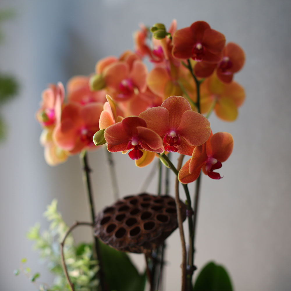 [, ]Graceful orchid flowers - ޽ Į   ɹ