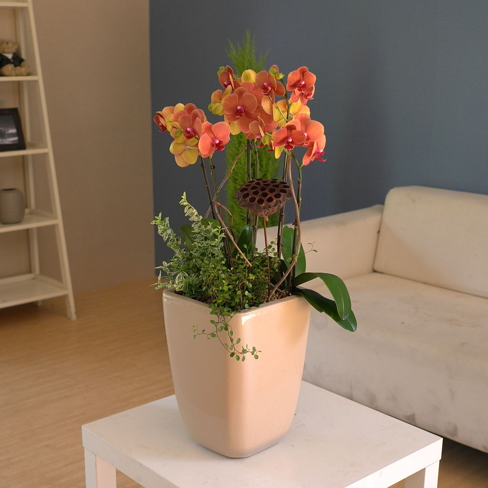 [, ]Graceful orchid flowers - ޽ Į   ɹ