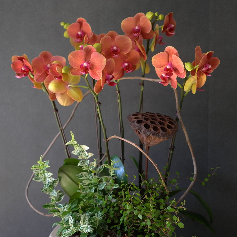 [, ]Graceful orchid flowers - ޽ Į   ɹ