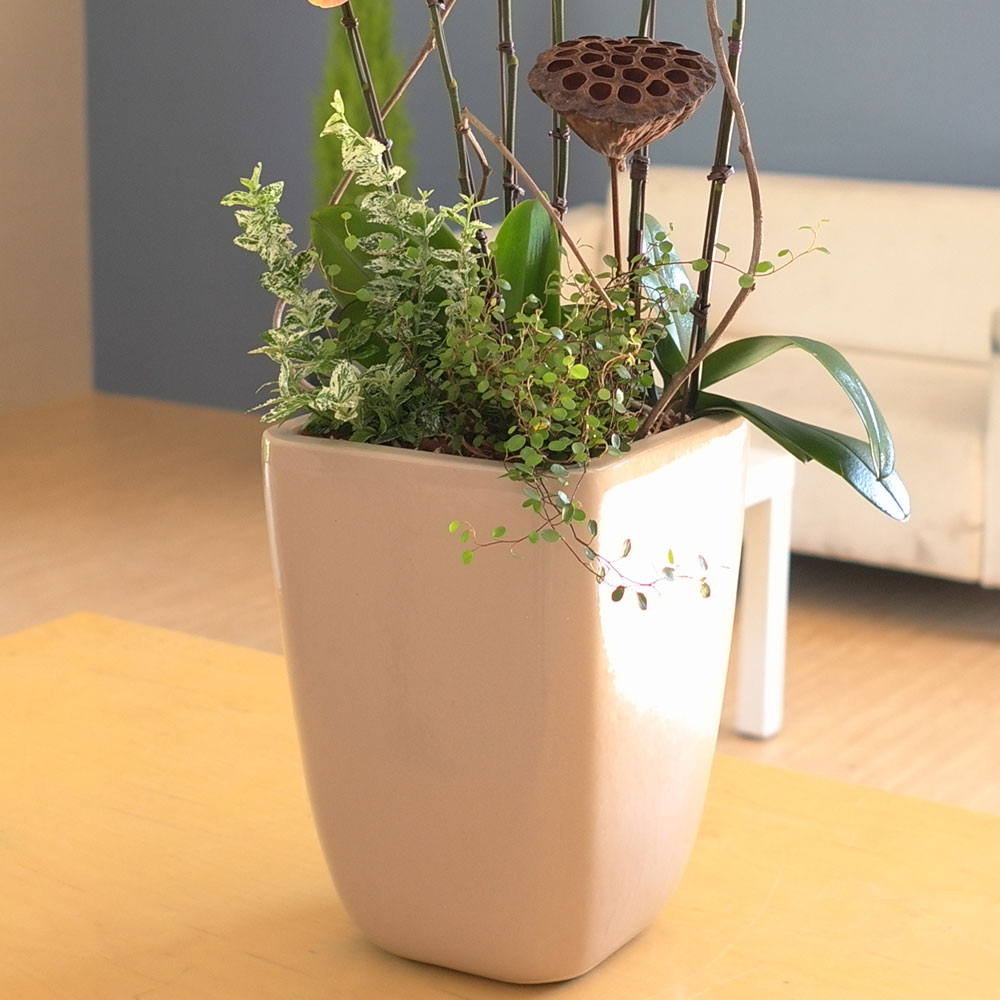 [, ]Graceful orchid flowers - ޽ Į   ɹ