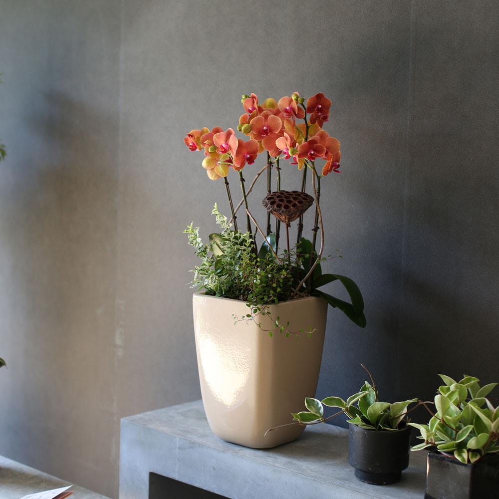 [, ]Graceful orchid flowers - ޽ Į   ɹ