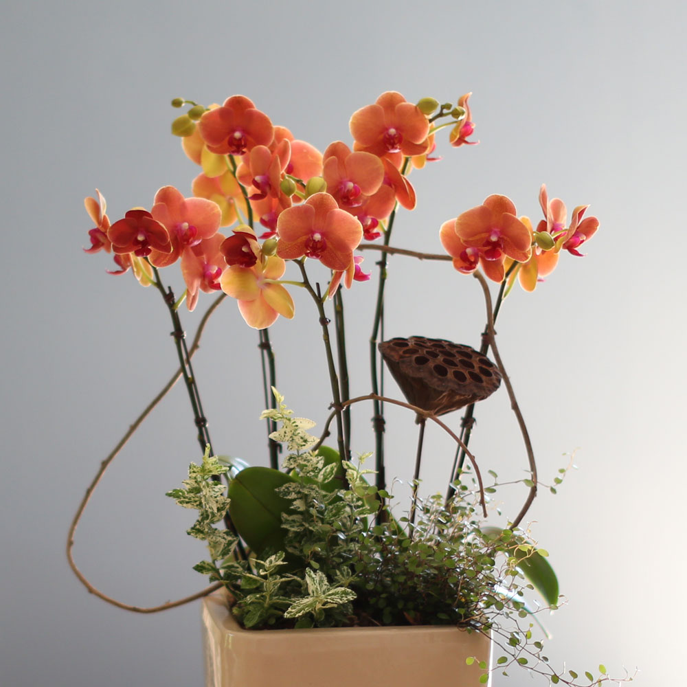 [, ]Graceful orchid flowers - ޽ Į   ɹ