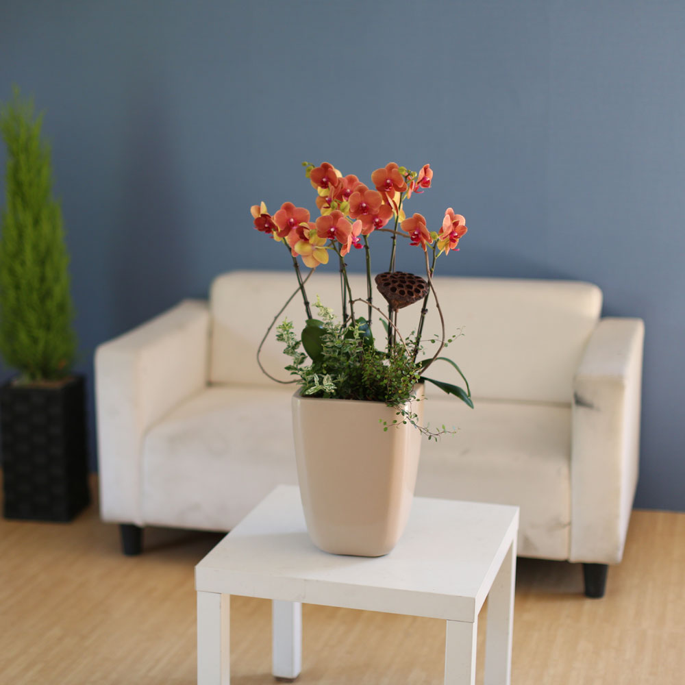 [, ]Graceful orchid flowers - ޽ Į   ɹ