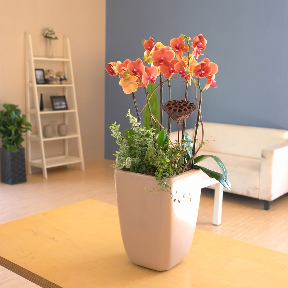 [, ]Graceful orchid flowers - ޽ Į   ɹ