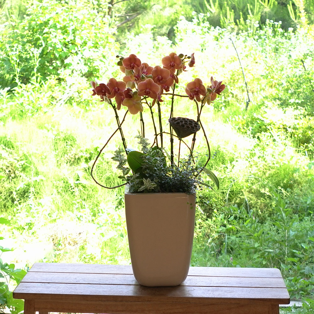 [, ]Graceful orchid flowers - ޽ Į   ɹ