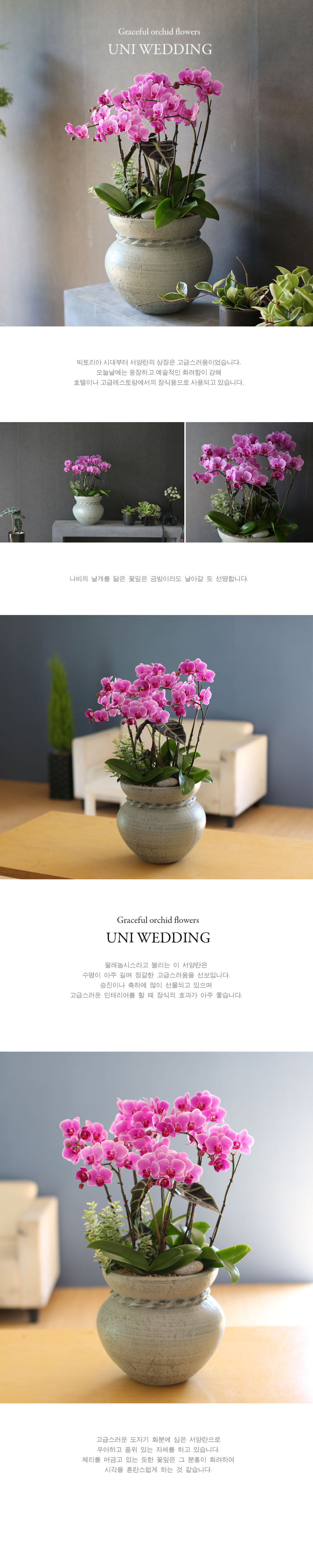 Graceful orchid flowers - θƽ ޼ Ͽ (* ̹ ȭ ǰ )  ɹ