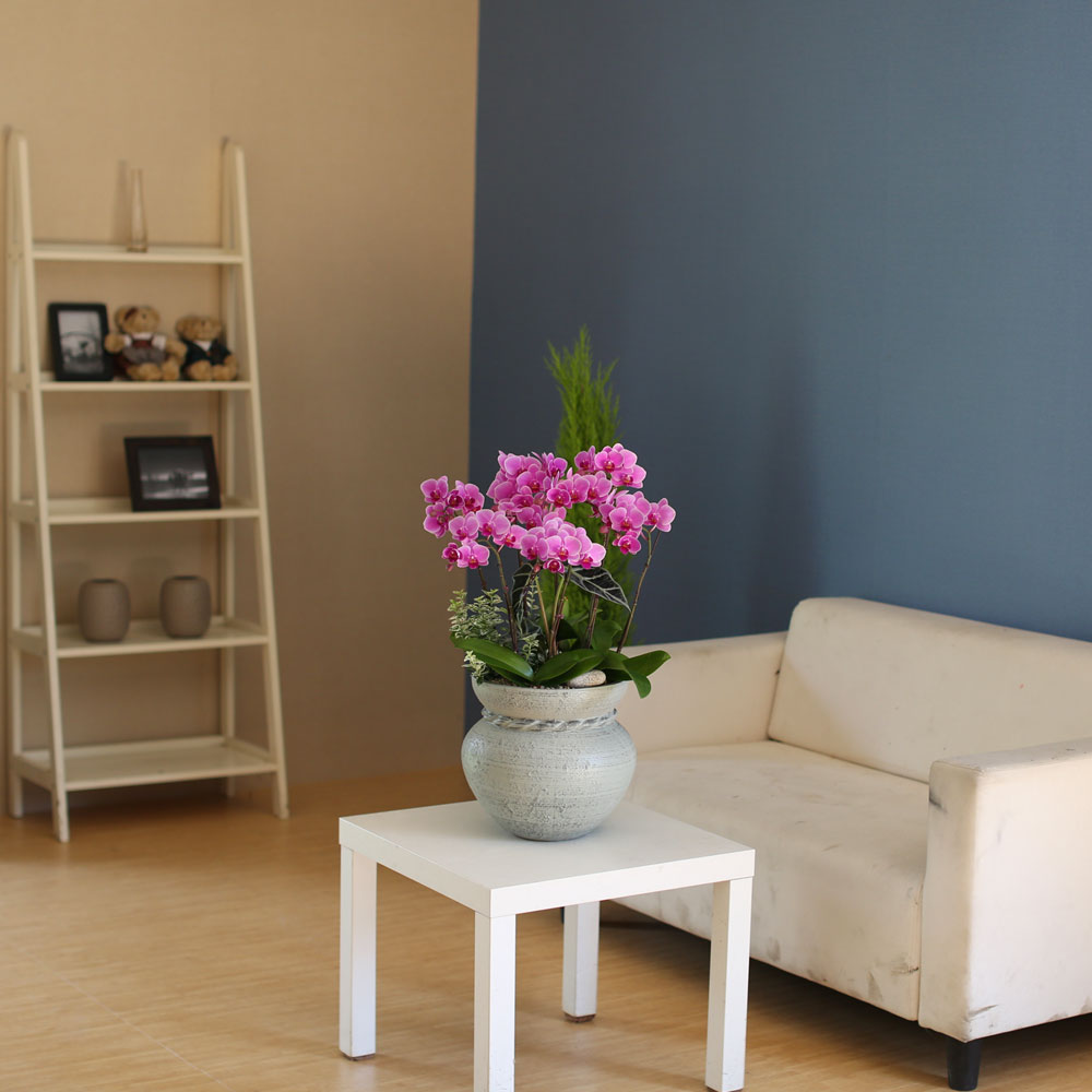 Graceful orchid flowers - θƽ ޼ Ͽ (* ̹ ȭ ǰ )  ɹ