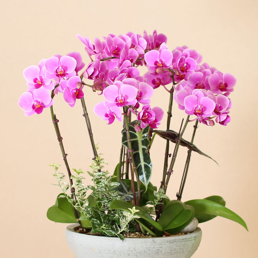 Graceful orchid flowers - θƽ ޼ Ͽ (* ̹ ȭ ǰ )  ɹ