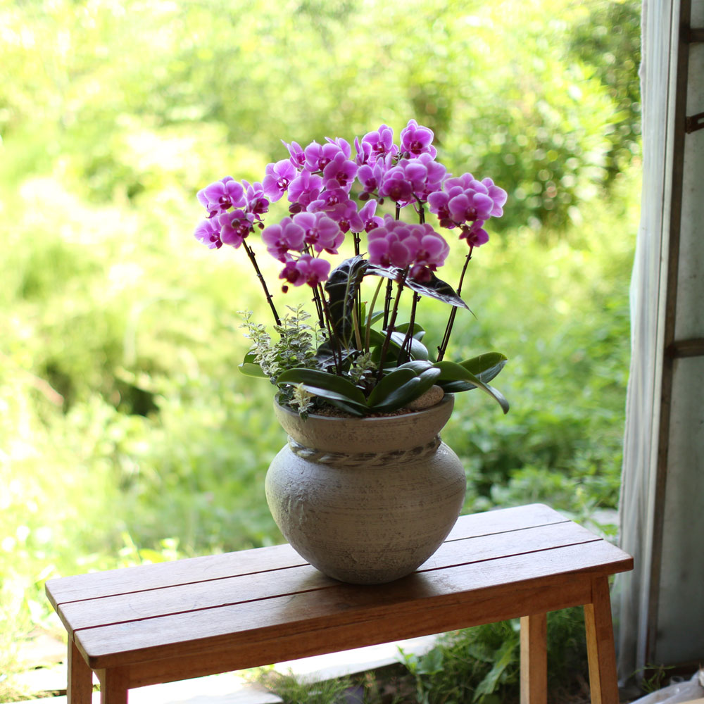 Graceful orchid flowers - θƽ ޼ Ͽ (* ̹ ȭ ǰ )  ɹ