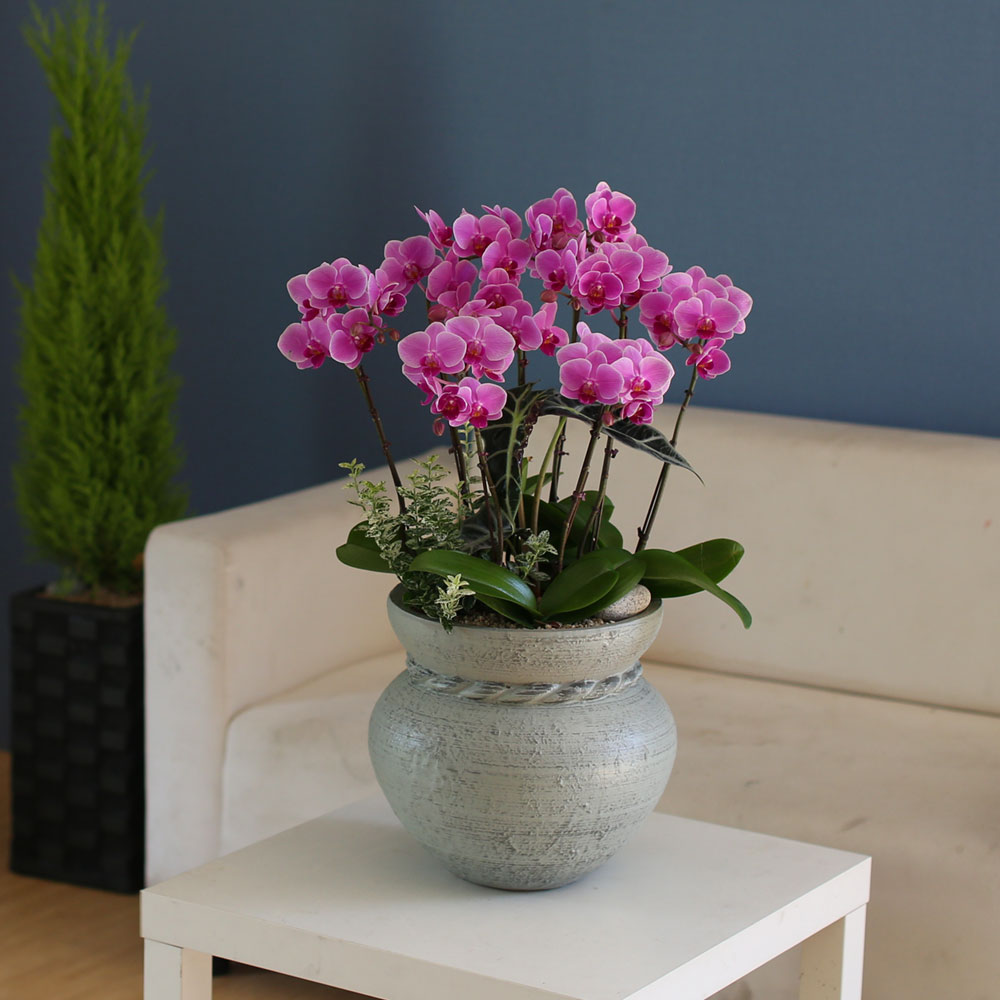 Graceful orchid flowers - θƽ ޼ Ͽ (* ̹ ȭ ǰ )  ɹ