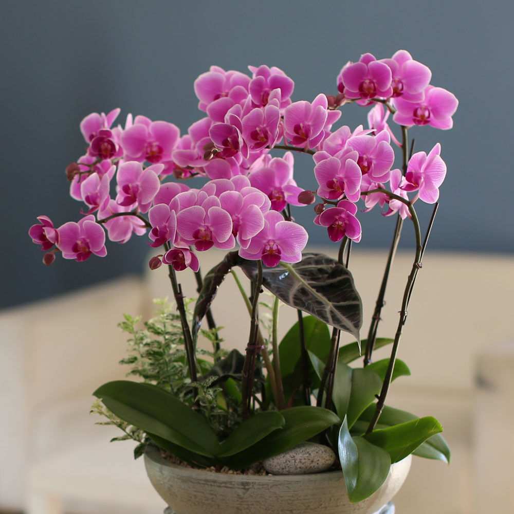 Graceful orchid flowers - θƽ ޼ Ͽ (* ̹ ȭ ǰ )  ɹ